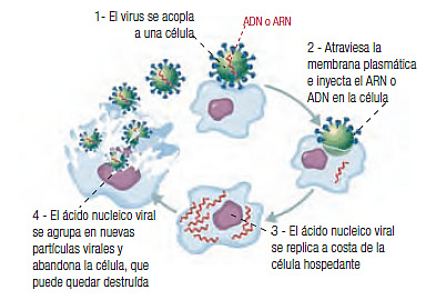 iNFECCION