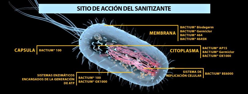 Sitios de acción